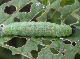 Common Sootywing
